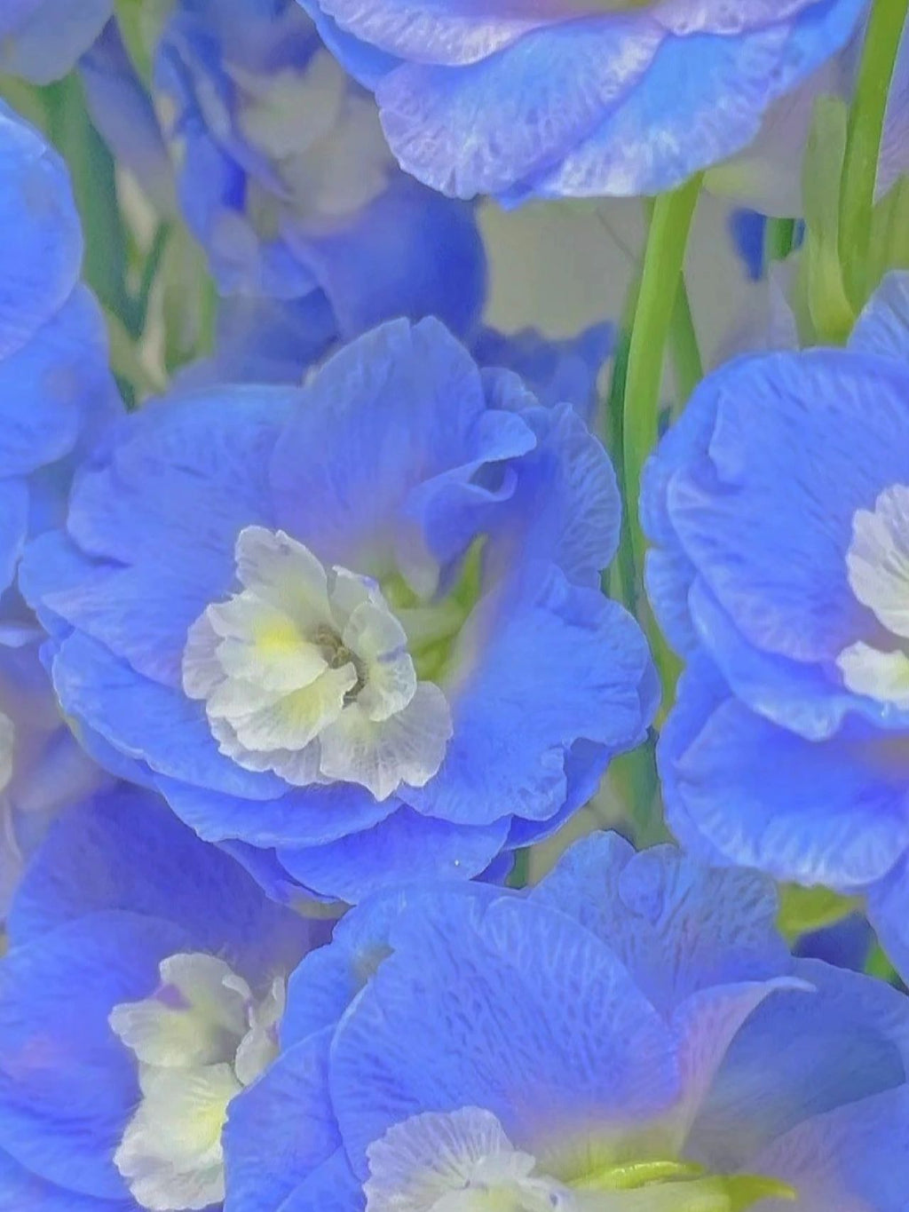 Delphinium Seeds-Mixed 7 Colors
