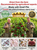 [No fruit, full refund] Premium Giant Sweet Cherry Sapling